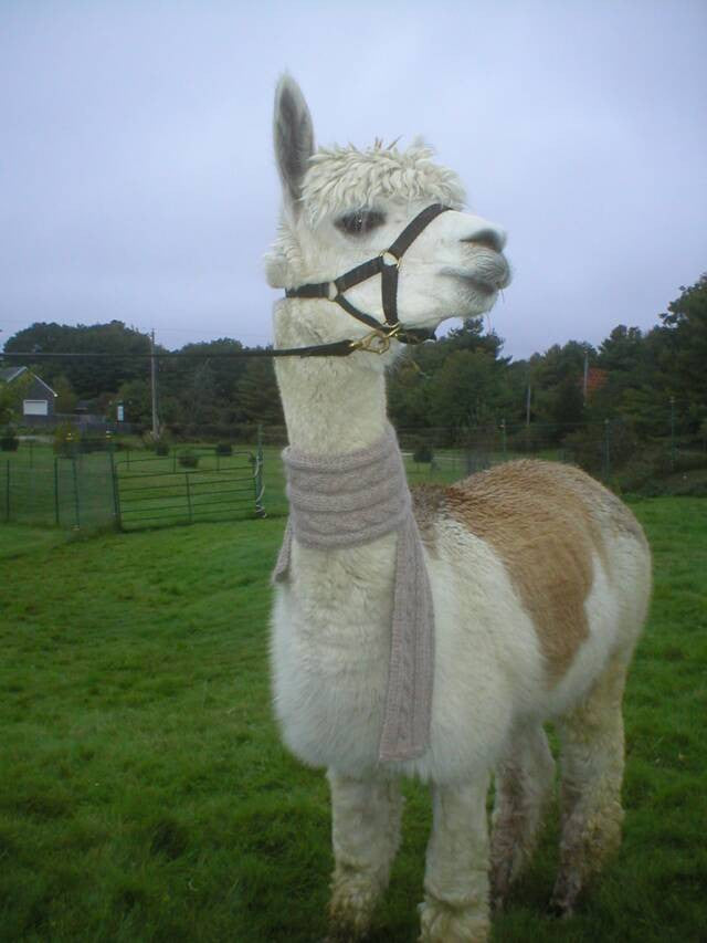 Alpacas in Scarves