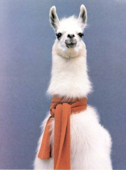 Alpacas in Scarves