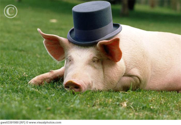 Pigs in Hats