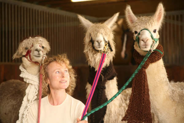 Alpacas in Scarves