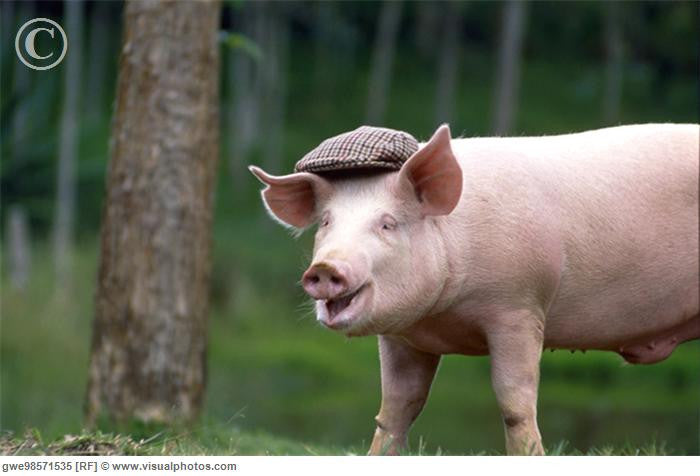 Pigs in Hats